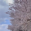 불광천(신응교) 공중화장실 | 서울 은평구 불광천 벚꽃🌸 불광천 벚꽃 축제 간단후기, 포토스팟 위치 추천