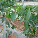 인영농장 이미지