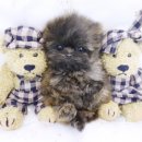 캣독카페 이미지