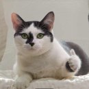 아루보리 이미지