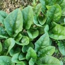 오기농장 이미지