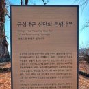 영주 금성대군 신단 | 영주 금성대군 신단｜단종 복위의 흔적, 지금 다시 주목받는 순흥 여행지