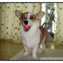 폼볼로