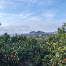 대섬농장 이미지