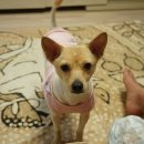 도그럭스 이미지