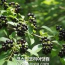 (주)나무엘