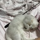 도그마루 강아지고양이 안양점 이미지