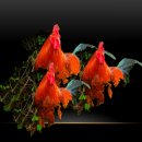 고전무용 이미지