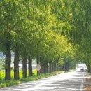 시골청과 이미지