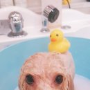 나나와메이 이미지