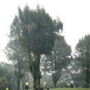 일로일로 이미지