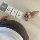 11260-2-37-19 | 37w : 설날, 꿈쟁이 악몽, 퀘사디아러버, 생리통 느낌