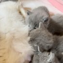 천안고양이 분양 냥블리 이미지