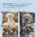뉴스헤어스타일 이미지
