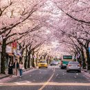 (주)제주 유리의 성 | 제주 3월 하순, 유채꽃 벚꽃 동시에 본 1박2일 코스 실전 기록