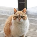빵실이네 이미지