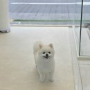 행복한애견미용실 이미지