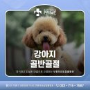 부평프라임동물병원 | 중동동물병원 강아지 교통사고 후 골반 골절 수술 [부평프라임동물병원]