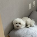 아반마케팅 | 만성신부전, 췌장염 강아지 케어하기_엑소좀 후기, 4기 진입, 신부전 동물병원 선택 기준
