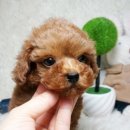 동일애견샵 이미지