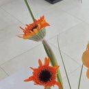 아화 꽃집 화병꽃 내돈내산 후기｜다알리아·거베라·베어그라스 감각적인 조합