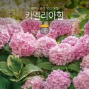 제주도 카멜리아힐 수국 근처 만원 제주 한식 뷔페
