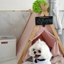 오마이펫 이미지