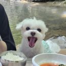 금화애견 이미지