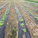 건우 농장 이미지