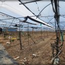 금호농장 이미지