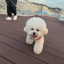 백사장항(대하) | 9월 안면도 애견동반 가볼만한곳 백사장항 대하축제 대하가격 정보 포장 꽃게다리 후기