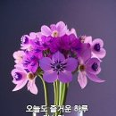 ☆매일 생기는 '암세포 죽이는'신비한 음식!♧ 이미지