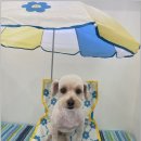 베리애견미용 이미지