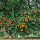 희망대공원길 이미지