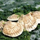 더가리비 이미지