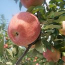 장현농원 이미지