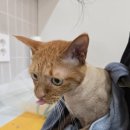 앙꼬네 미용실 | [부산사하구고양이무마취미용/목욕] 앙팡,또르,키키,방울,앙꼬 전체미용 후기