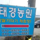 태경딸기농원 네이버블로그