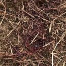 황구건강원 이미지