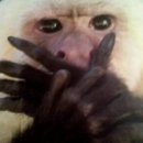 뱅갈온니 이미지