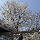 셀라베이커리 | 🍰 세시셀라 판교 내돈내산 후기 :: 아브뉴프랑 분위기 좋은 카페 추천! 판교 당근케이크 포장 벚꽃명소...