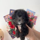 펫띠아모 | 키우기쉬운강아지 예쁜 블랙말티푸