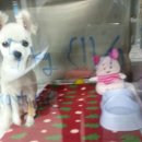 우리들동물병원 이미지