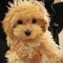 분당우리동물의료센터 이미지