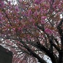 유엔기념공원주차장 | 부산 겹벚꽃 명소 유엔기념공원 후기 주차 꿀팁