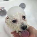 츄블리 펫 살롱 이미지