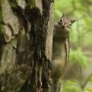 람쥐야 도토리 이미지