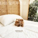 켄넬203 말티푸분양, 미니비숑분양 이미지