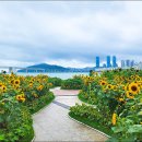 광안리해수욕장(광안해변공원) 해바라기꽃 이미지