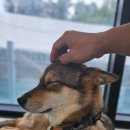 뭉치켄넬 이미지